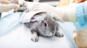 This applies to both the products for home use available in the market and . Is The Global Cosmetics Market Moving Towards A Cruelty Free Future Intelligence The Business Of Beauty Inside Beauty Bof