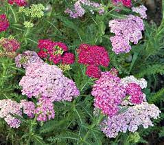 Yarrow White Flower Farm White Flower Farm Achillea Millefolium Achillea