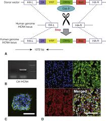 Jelaskan hubungan peran rumah tangga konsumen dan rumah tangga produsen dengan bagan siklus perekonomian dua sektor! Spatiotemporal Imaging Documented The Maturation Of The Cardiomyocytes From Human Induced Pluripotent Stem Cells The Journal Of Thoracic And Cardiovascular Surgery