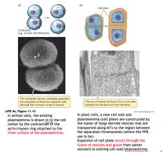 The cell wall is a rigid structure made of cellulose that provides strength and structural support to the cell and plant as a whole. Bio 013 Plant Cells Flashcards Quizlet