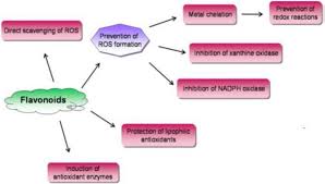 Image result for Bersama swynnertonii