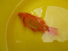 Nun erkenne ich schon an den flossen männchen und weibchen, aber die jungen burschen kämpfen nun. Goldfische Verletzungen Bei Der Paarung Hobby Gartenteich