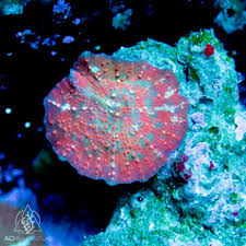 Image result for Dicoma arenaria