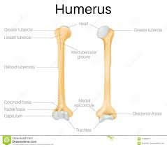 A fish bone diagram is a common tool used for a cause and effect analysis, where you try to identify possible causes for a certain problem or event. Humerus Bone Labeling Worksheets Printable Worksheets And Activities For Teachers Parents Tutors And Homeschool Families