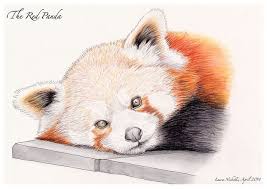 Red Panda Drawing Panda Roux Animaux Panda
