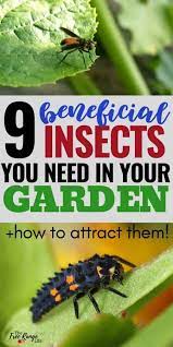 9 Beneficial Insects For Your Garden How To Attract Them Beneficial Insects Eucalyptus Insect Repellent Cucumber Beetles