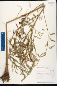 Image result for Aeschynomene inyangensis