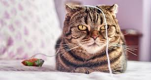 Why do cats chew electrical cords? First 2 Hours My Cat Ate A String Gallant