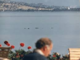We did not find results for: The Okanagan S Friendly Neighborhood Sea Monster Is It Real Penticton Lakeside Resort