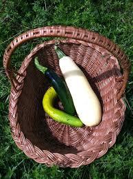 Cut ends off large zucchini then slice it into four inch lengths so slices will fit in pint canning jars. In Their Field Abundance Of Zucchini Lifestyle Berkshireeagle Com