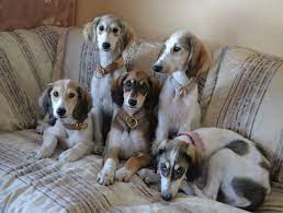 Picture Saluki Dogs Saluki Puppy Beautiful Dogs