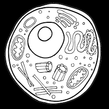 Check spelling or type a new query. Plant Cell Black And White New Animal Cell Clipart Worksheets Homeschool Clipart Animal Cell Animal Cells Worksheet Plant Cell