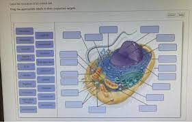 Maybe you would like to learn more about one of these? Label The Structures Of An Animal Cell Drag The Chegg Com