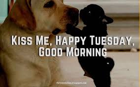Happy tuesday messages, happy tuesday sms, happy tuesday wishes. Funny Tuesday Wallpapers On Wallpaperdog