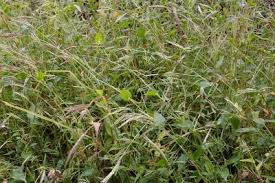 Image result for Arthraxon