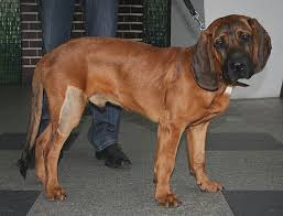 Image result for anglický barvář