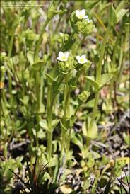 Image result for Sebaea