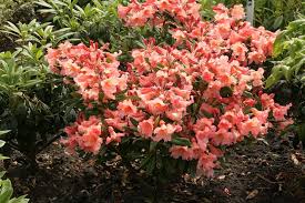 Rhododendron Tortoiseshell Orange Rhododendron Plants Azaleas
