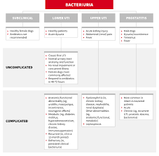 Top Urinary Tract Prostate Antibiotics Clinicians Brief