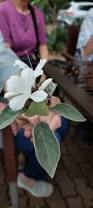 Image result for Barleria albostellata
