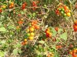 Image result for Solanum grossidentatum