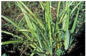 Image result for Hemarthria natans