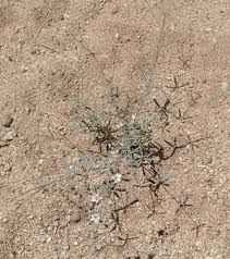 Image result for Hypertelis