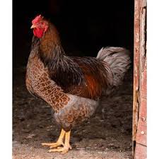 I am writing about the breed, the cherry egger chicken today. Cackle Hatchery Cherry Egger Chicken 110m Blain S Farm Fleet
