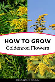 How To Grow Goldenrod Flowers Solidago Gardening Channel Goldenrod Flower Autumn Garden Beautiful Gardens