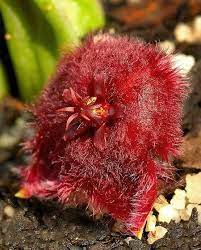 萝藦stapelia obducta 萝藦科植物 开花后花瓣后翻 看上去像个毛茸茸的小球 萝藦科植物作为多肉植物中不可或缺的一大类观赏品种 以形态各异的植株形态 千姿百态的花型 色彩斑斓的花色展现了大自然 blooming succulents flowering succulents flora flowers