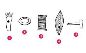 Maybe you would like to learn more about one of these? Look At The Diagram What Type Of Plant Cell Is Shown By Number 3 Brainly Com
