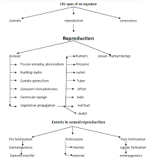 Reproduction Flow Chart Sexual Reproduction Human