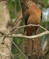 Large Brown Bird With White Stripes On Wings And Tail Brown Cuckoo Dove Doves Australian Native Animals Cuckoo