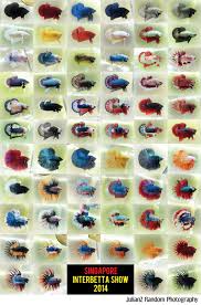 Betta Poster By Efz1982 Betta Fish Care Breeding Betta Fish Betta