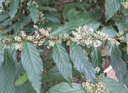 Image result for Maesa