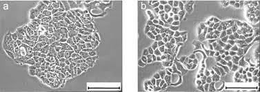 New cells are produced from existing cells. Comparison Of Proteomic And Genomic Analyses Of The Human Breast Cancer Cell Line T47d And The Antiestrogen Resistant Derivative T47d R Molecular Cellular Proteomics