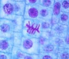 Check spelling or type a new query. Mitosis Scientist Cindy