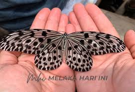 Png muat turun kartun rama rama cantik storyboard por nhkawaii. Pkp Rama Rama Spesies Idea Lynceus Bakal Lenyap Kajian 16 Tahun Terpaksa Dihenti