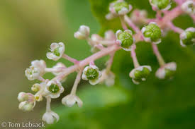 Image result for Phytolacca