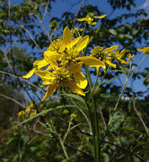 Image result for Gutenbergia polycephala