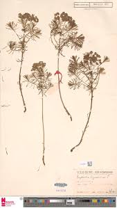Image result for Elatostema paivaeanum