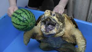Welcome or welcome back to my channel. ãƒ¯ãƒ‹ã‚¬ãƒ¡ ã‚¹ã‚¤ã‚«å‰²ã‚Š Alligator Snapping Turtle Snaps Water Melon Off Youtube