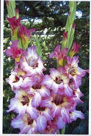Pin On Gladiolus