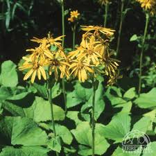 Image result for Eggelingia ligulifolia