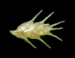 Image result for Cyperus cuspidatus