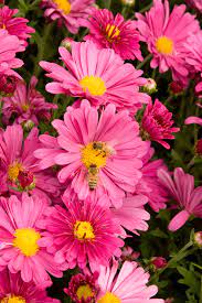 Daisy Mums Flower Video Best Flower Wallpaper