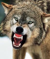 zverinyj oskal volchak gienovye sobaki zloj volk
