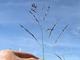 Image result for Panicum coloratum