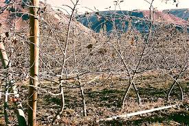 Apple tree illustrations & vectors. Van Den Ende What Are The Problems With Branches Good Fruit Grower