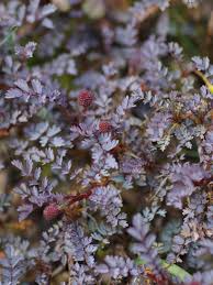 Image result for Holubia saccata